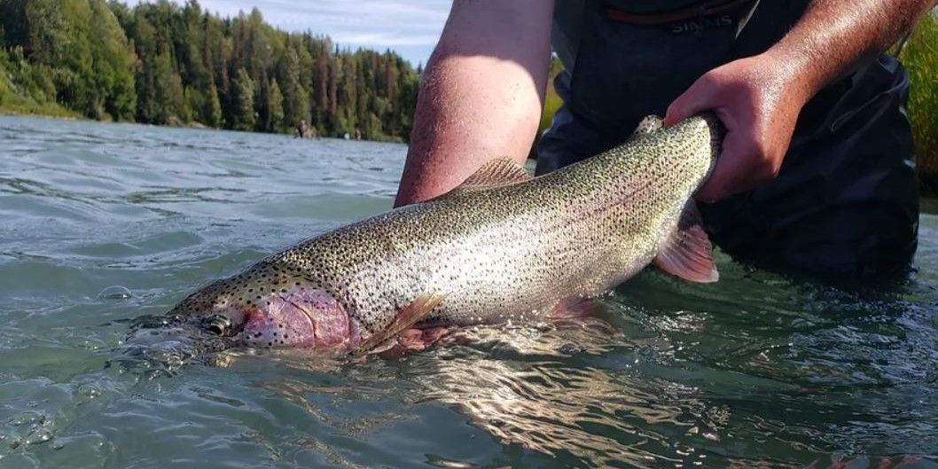 Kenai River Fishing Charter | 8HRS Trout Fishing